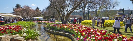 鲍勒尔 (Bowral) 郁金香节 (Tulip Time) 鲍勒尔 (Bowral) 郁金香节 (Tulip Time)